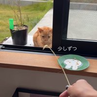 猫じゃらしで遊ぶ子猫