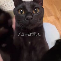 仰向けの猫