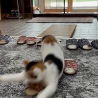 飛び掛かる猫