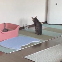 フードボウルの前で待つ猫