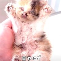 目が開かない子猫