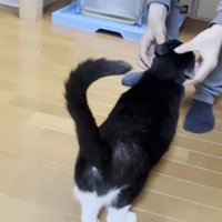 頭をなでられる猫