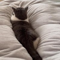 布団の上でくつろいでいる猫