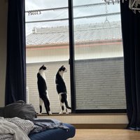 窓の外を眺める猫2匹の後ろ姿