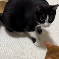 座っている猫