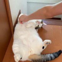 階段の入り口で撫でられる猫