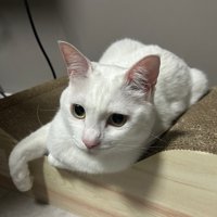 爪とぎベッドにいる猫