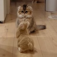 うつむく猫
