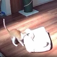 見守りカメラに映る猫