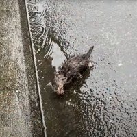 ずぶ濡れの子猫