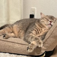 座椅子にもたれかかって眠るキジトラ猫