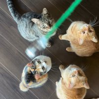 見上げる4匹の猫