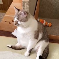 寝落ちしそうな猫