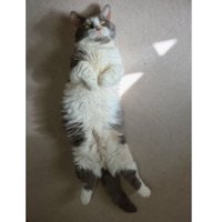 寝転がる猫