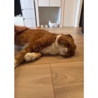 寝転がる猫