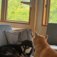 ソファの上で怒っている黒柴の耳に顔を近づけている柴犬