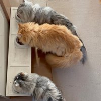 食事中の3匹の猫