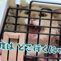 キャリーの中にいる猫