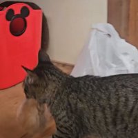 子猫をくわえる猫