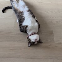 前足と後ろ足を伸ばした仰向けの姿勢を維持する猫