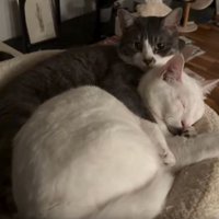 室内にいる猫