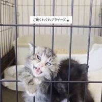 ケージの隙間に顔を入れて鳴き声をあげる猫