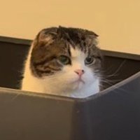 トイレに座り込むスコティッシュフォールド