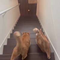 階段を下りる猫
