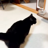 部屋の中を歩く猫