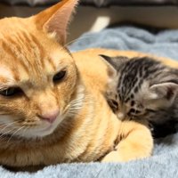 茶トラ猫と一緒に寝る子猫