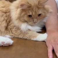 手をどかされて怒る猫