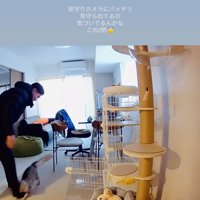 パパの足にじゃれる保護猫