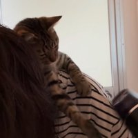 ドライヤーを見ている猫