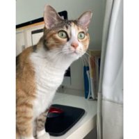 室内にいる猫