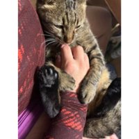 抱かれている猫