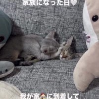 ソファで寝ている2匹の子猫