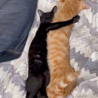 茶トラ猫の体に前足を乗せる黒猫