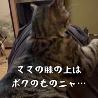 飼い主の膝に乗る猫