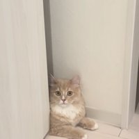 顔パック中の飼い主さんを見て驚くサイベリアン