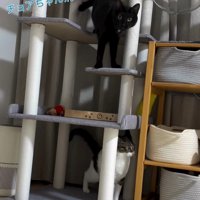 床にいるキジ白猫