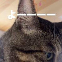 キジトラ猫の顔のドアップ