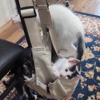 バッグに入る子猫たち