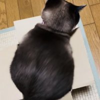 段ボール箱の中で体を動かす保護猫