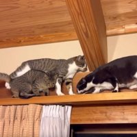 キャットウォークの猫