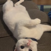 仰向けになっている白猫