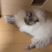 ドアの前で伏せをしている猫「うん、おやすみね」