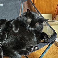 キャンプ用のイスの右側で毛繕いする黒猫