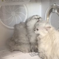 ドライヤーボックスに入っている2匹の猫の写真3