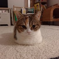 室内にいる猫
