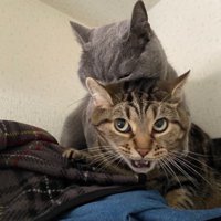 じゃれあっている猫たち